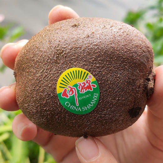 【何猕生态猕猴桃】来自秦岭主峰太白山的美味 巨多汁的绿心猕猴桃！果香浓郁 香甜多汁 易放软不易放坏 商品图3