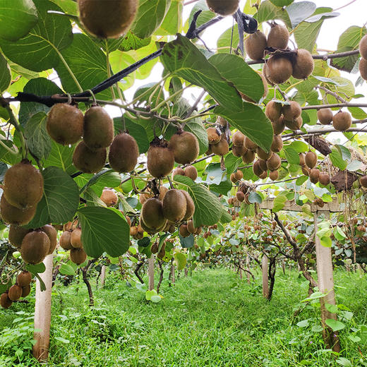【何猕生态猕猴桃】来自秦岭主峰太白山的美味 巨多汁的绿心猕猴桃！果香浓郁 香甜多汁 易放软不易放坏 商品图2