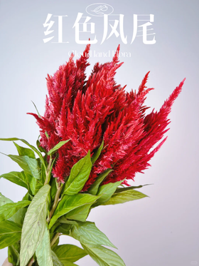 精品花材单头凤尾1扎