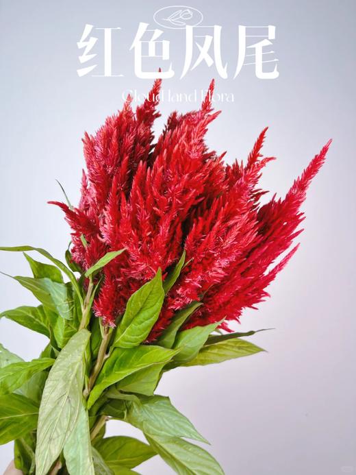 精品花材单头凤尾1扎 商品图0