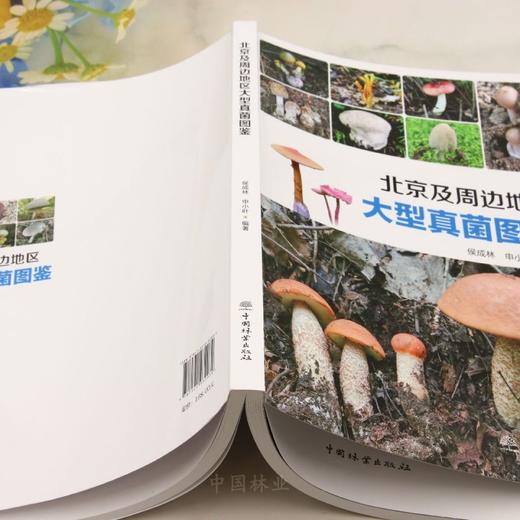 北京及周边地区大型真菌图鉴 &3203 商品图4