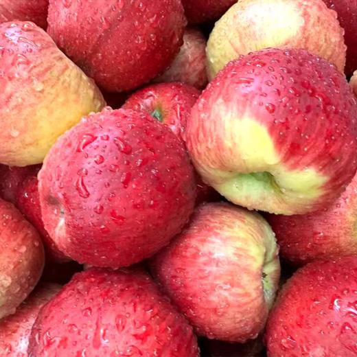 高原阳光养出的脆甜果【云南高山红露苹果】认准昭通产地！脆嫩果肉 + 浓甜口感，原生态风味太绝了!阳光足足晒1900小时，甜度13+ 商品图5