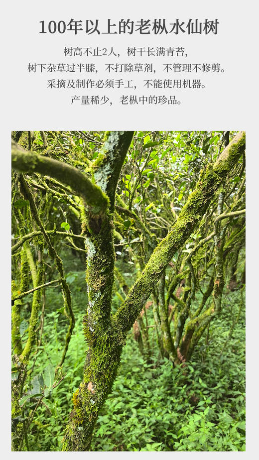 百年老枞水仙 6泡*8.3克 正岩 荔枝木碳焙 武夷山国家公园 商品图3