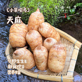 小草坝乌天麻（基地直发-顺丰包邮） | 3斤—5斤，来自云南昭通，生产者：杨德强【合作生产，公平贸易】