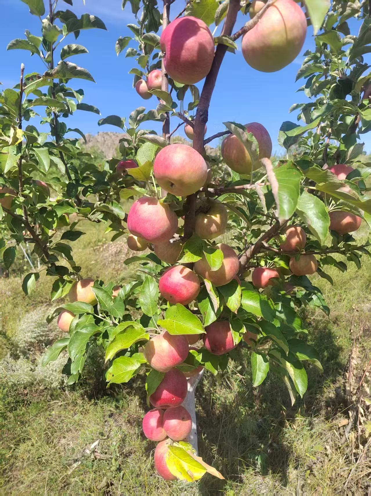 漠龙果|有机沙漠有机苹果 酸甜可口，细脆清甜*基地直发