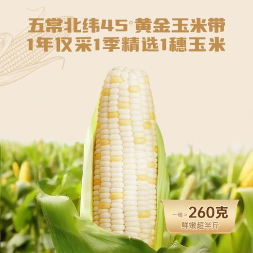 【甄选】好麦多小谷队大穗甜糯白玉米260g*8根整箱鲜嫩超半斤含叶酸 商品图1