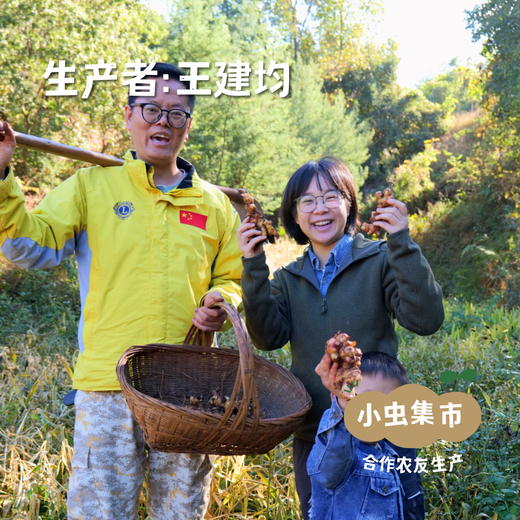 云南有机小黄姜（目前偏老） 1斤/3斤/5斤 | 合作农友生产，来自云南昆明，生产者：王建均 *【公平贸易农人定价】 商品图3