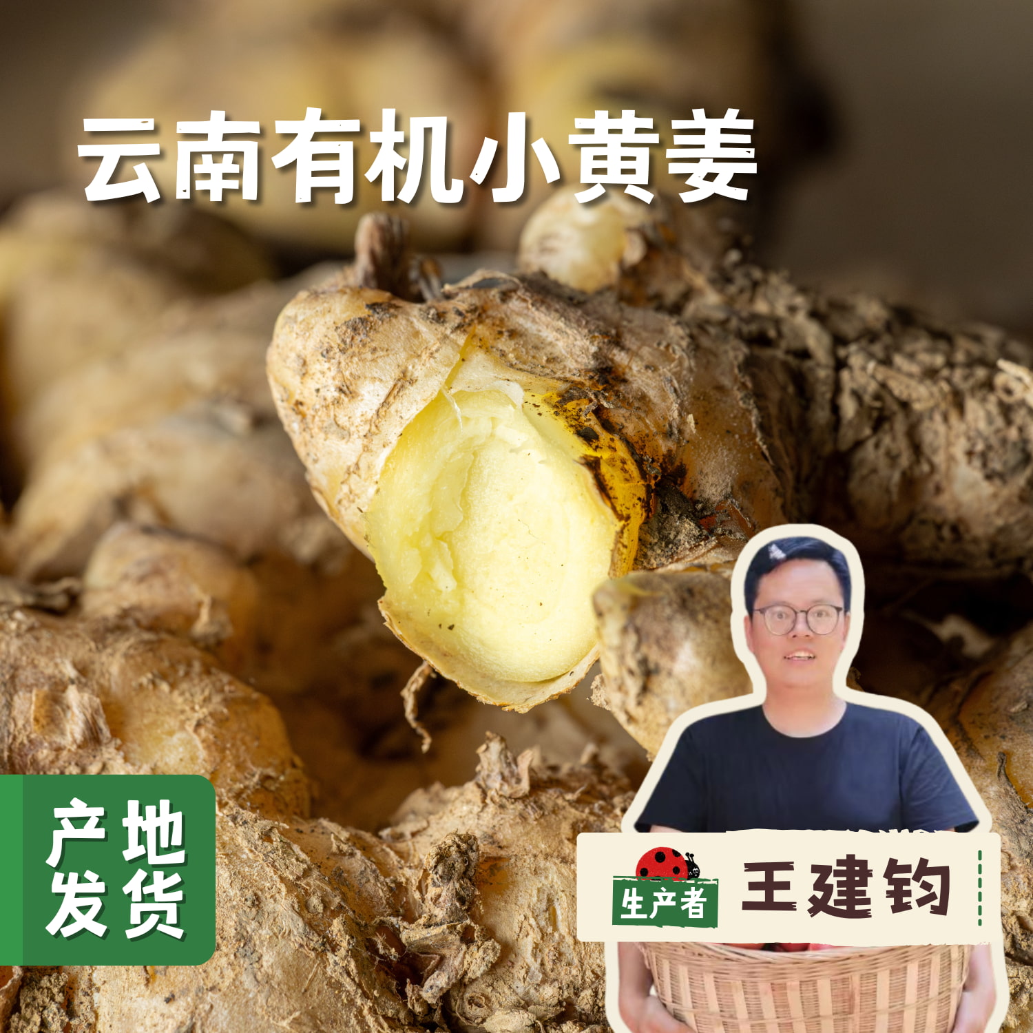 云南有机小黄姜（目前偏老） 1斤/3斤/5斤 | 合作农友生产，来自云南昆明，生产者：王建均 *【公平贸易农人定价】