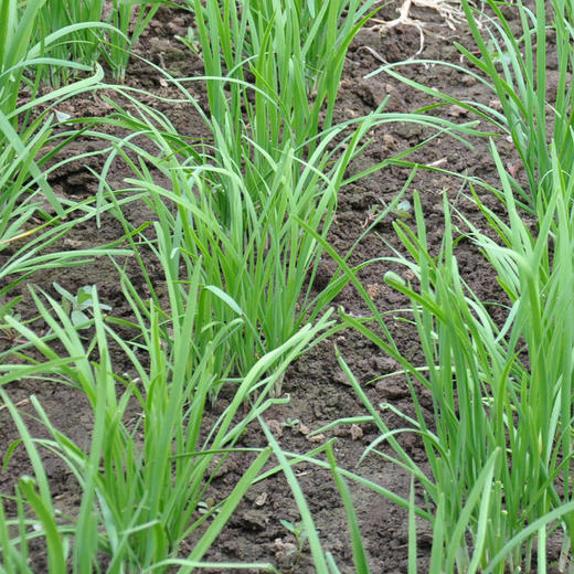 【基地直发】有机韭菜4斤装新鲜蔬菜欧盟认证包邮 商品图2