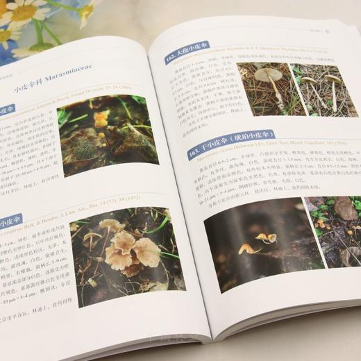 北京及周边地区大型真菌图鉴 &3203 商品图2