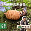 昭通野放鲜乌天麻 3斤/5斤 | 合作农友生产，来自世界天麻原产地云南昭通彝良，生产者：杨德强 *【公平贸易农人定价】 商品缩略图0