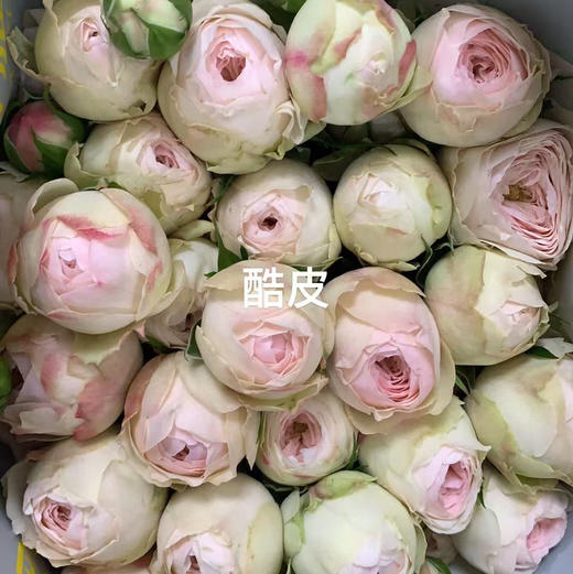 多头玫瑰.酷皮（基地直供） 商品图0