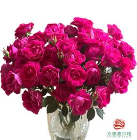 外购多头玫瑰-团甜
