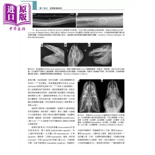 【中商原版】Mader s两栖与爬虫内外科 第3版 中册  Stephen J  Divers  爱思唯尔	港台原版 商品图1