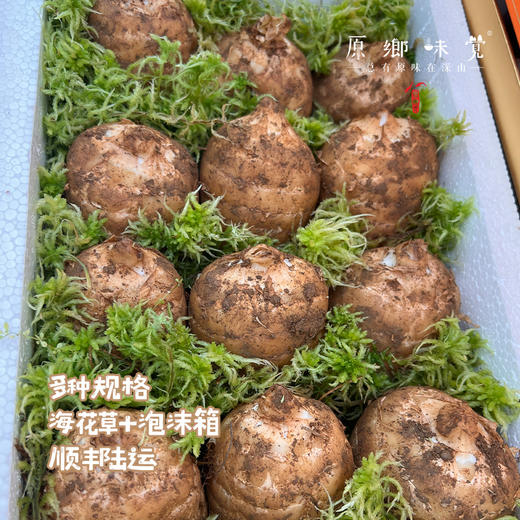 小草坝乌天麻（基地直发-顺丰包邮） | 3斤—5斤，来自云南昭通，生产者：杨德强【合作生产，公平贸易】 商品图3