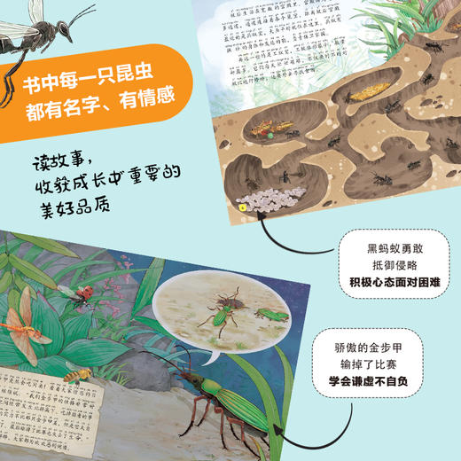 给孩子的法布尔昆虫记 彩绘注音版 全10册 商品图4