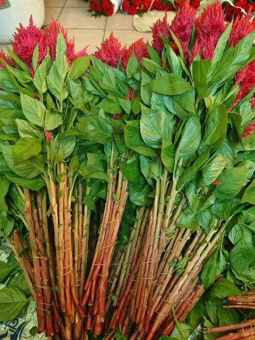 精品花材单头凤尾1扎 商品图2