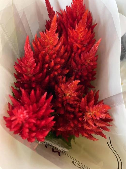 精品花材单头凤尾1扎 商品图1