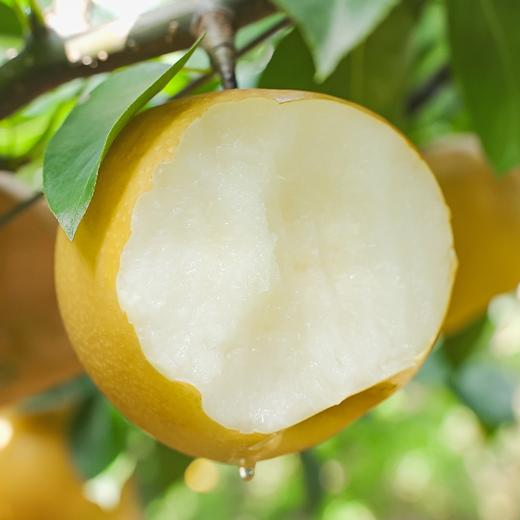 【产地直发】正宗山东秋月梨精品礼盒装  清甜可口 商品图0