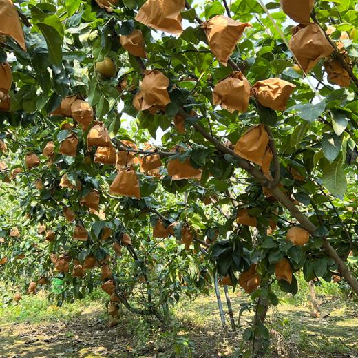 【产地直发】正宗山东秋月梨精品礼盒装  清甜可口 商品图5