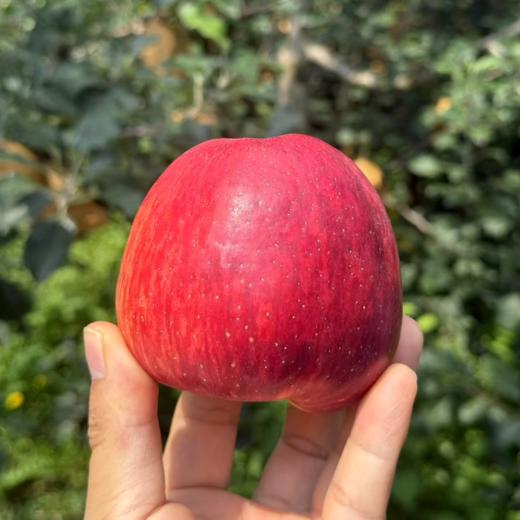 2025年中秋【云南高山红玛瑙苹果礼盒包装】 浓郁苹果味 自然清甜 顺丰直发 商品图2