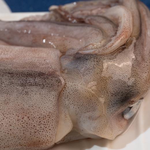 野生大鱿鱼丨渤海湾深海捕捞，小网捕捞，不泡水不泡药，肉质脆嫩弹牙，营养丰富，3条装⭐顺丰快递 商品图3