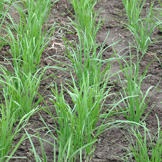 【基地直发】有机韭菜4斤装新鲜蔬菜欧盟认证包邮 商品图3