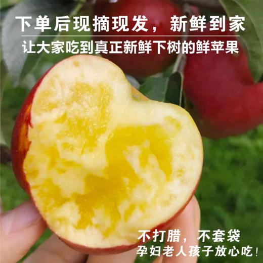高原阳光养出的脆甜果【云南高山红露苹果】认准昭通产地！脆嫩果肉 + 浓甜口感，原生态风味太绝了!阳光足足晒1900小时，甜度13+ 商品图1