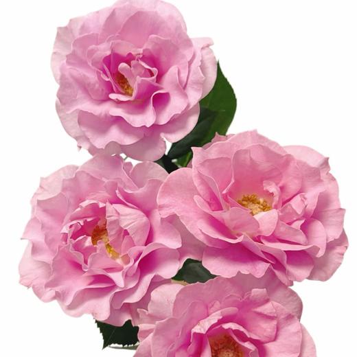 外购多头玫瑰-摩朵 商品图1