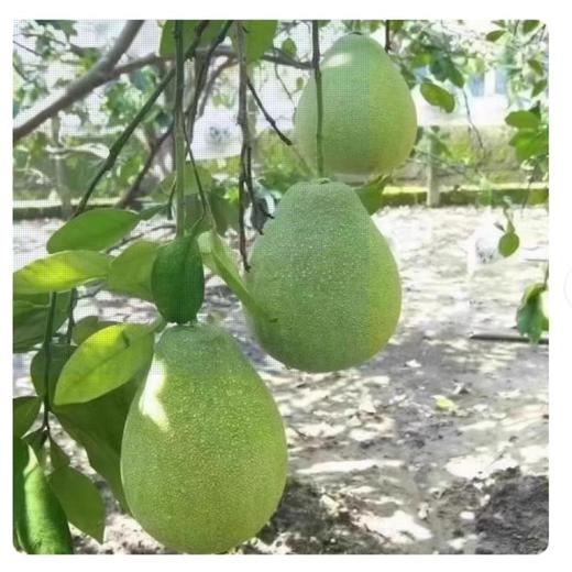 台湾文旦柚/个 /个 商品图2