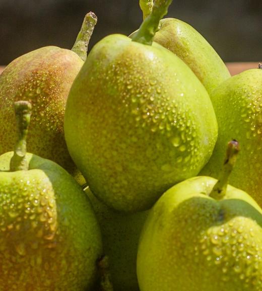 库尔勒香梨 香甜水嫩 口口爆汁  皮薄无渣  肉质细白  质地酥脆 商品图0