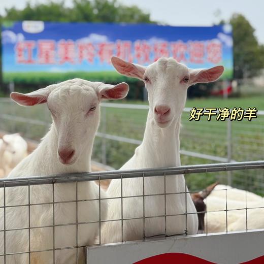 【有机纯羊奶粉 复团补货啦~单罐低至79元】橙子亲溯源  专注羊乳40多年，从种草到产奶全产业链羊乳企业，不腥膻  奶香浓郁   好吸收   源自中国羊乳之都 商品图6