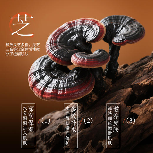 【199元6盒】滋仙草灵芝 商品图1