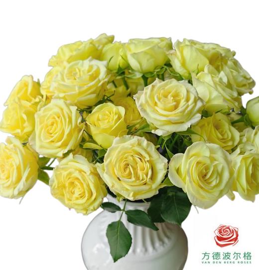 外购多头玫瑰-婚姻 商品图0