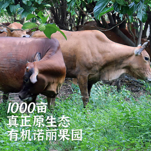 九分熟有机诺丽发酵原浆（高端礼盒装） 商品图1