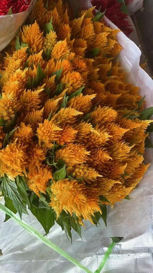 精品花材单头凤尾1扎 商品图3