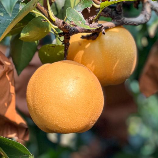 【产地直发】正宗山东秋月梨精品礼盒装  清甜可口 商品图4