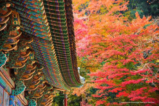 探秘韩境，红叶人文摄影之旅：内藏山、雪岳山、智异山三大红叶圣地8天 商品图0