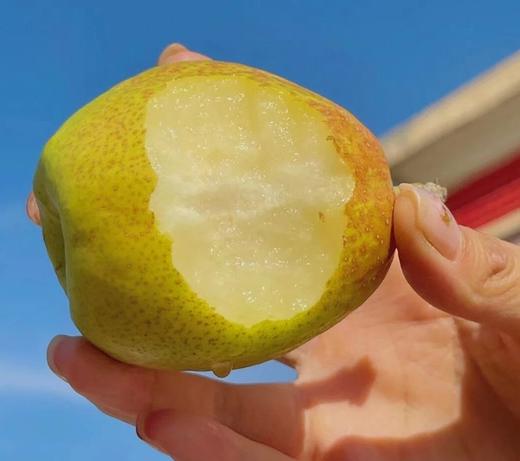 【地标好货】新疆库尔勒香梨箱装量贩*7kg 商品图3