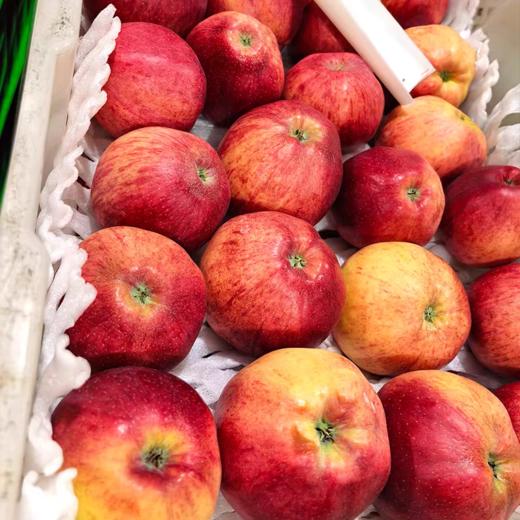 高原阳光养出的脆甜果【云南高山红露苹果】认准昭通产地！脆嫩果肉 + 浓甜口感，原生态风味太绝了!阳光足足晒1900小时，甜度13+ 商品图4