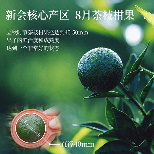 【龙井柑茶+熟普柑茶】卢正浩新会核心青柑杭州龙井勐海熟普生晒 商品图2