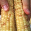 高山美物 010花糯玉米 云南百年老品种 非转基因  颗粒饱满 香中带甜 软中细糯 商品缩略图3