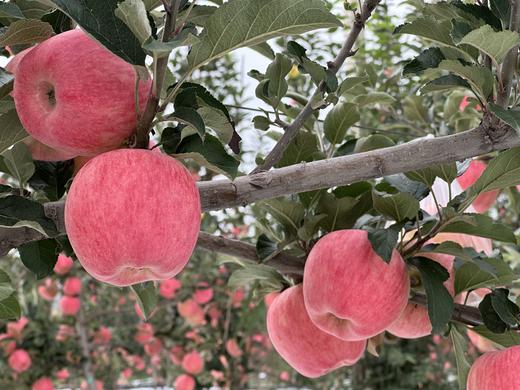 现摘现发-新鲜上市爸爸的苹果9颗精品“美味苹果”礼盒装 商品图4