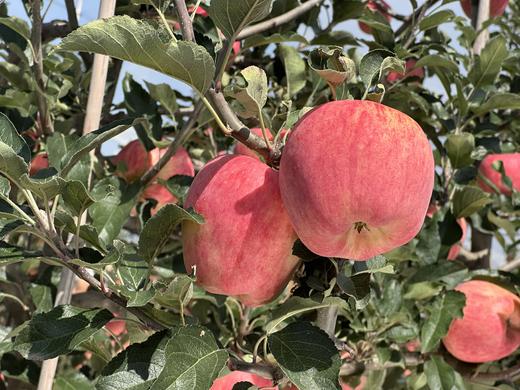 现摘现发-新鲜上市爸爸的苹果9颗精品“美味苹果”礼盒装 商品图8