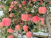 现摘现发-新鲜上市爸爸的苹果9颗精品“美味苹果”礼盒装 商品缩略图11