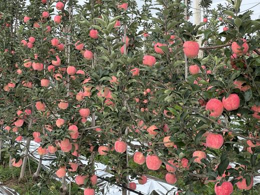 现摘现发-新鲜上市爸爸的苹果9颗精品“美味苹果”礼盒装 商品图9