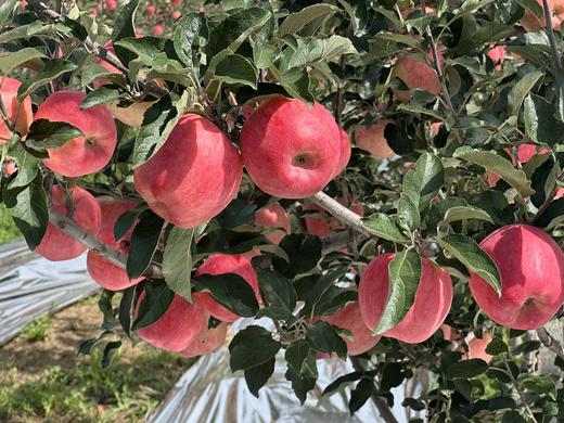 现摘现发-新鲜上市爸爸的苹果9颗精品“美味苹果”礼盒装 商品图6