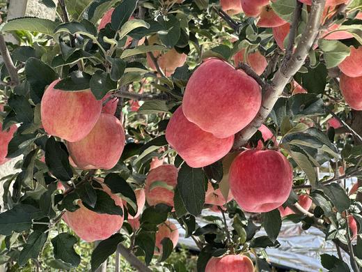 现摘现发-新鲜上市爸爸的苹果9颗精品“美味苹果”礼盒装 商品图10