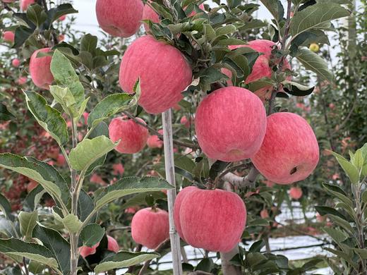 现摘现发-新鲜上市爸爸的苹果9颗精品“美味苹果”礼盒装 商品图12