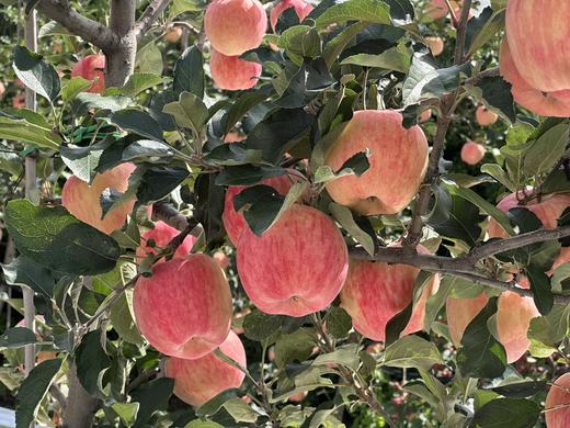 现摘现发-新鲜上市爸爸的苹果9颗精品“美味苹果”礼盒装 商品图7